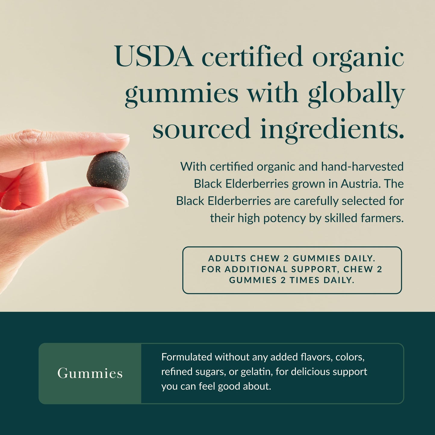 Gaia Herbs Black Elderberry Gummies – Extra Strength Immune Support | 120 Gummies