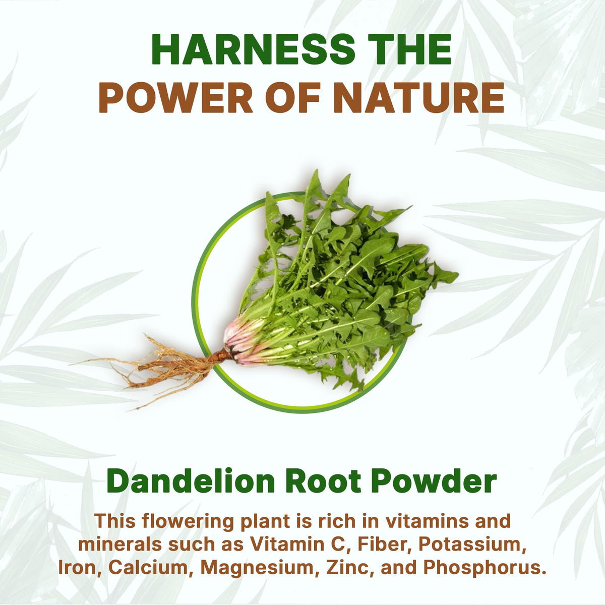 Go Nutra Dandelion Root Extract Powder