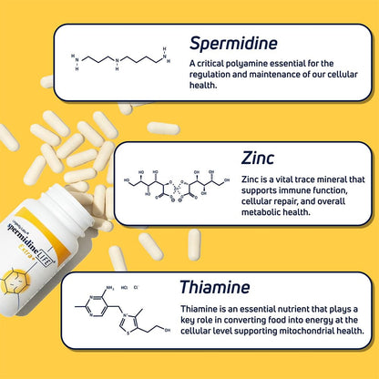 Longevity Labs+ spermidineLIFE Extra+ – Spermidine & Zinc | 60 Capsules - Calm Era