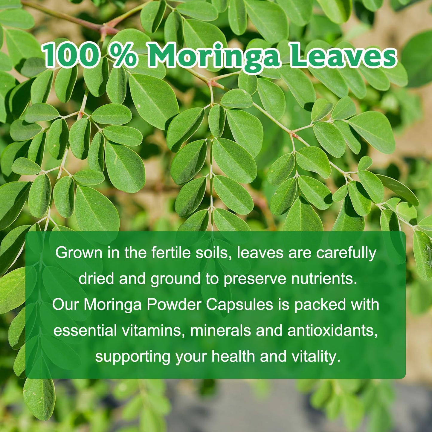 Balincer Moringa Powder Capsules 800mg | 240 Vegan Capsules