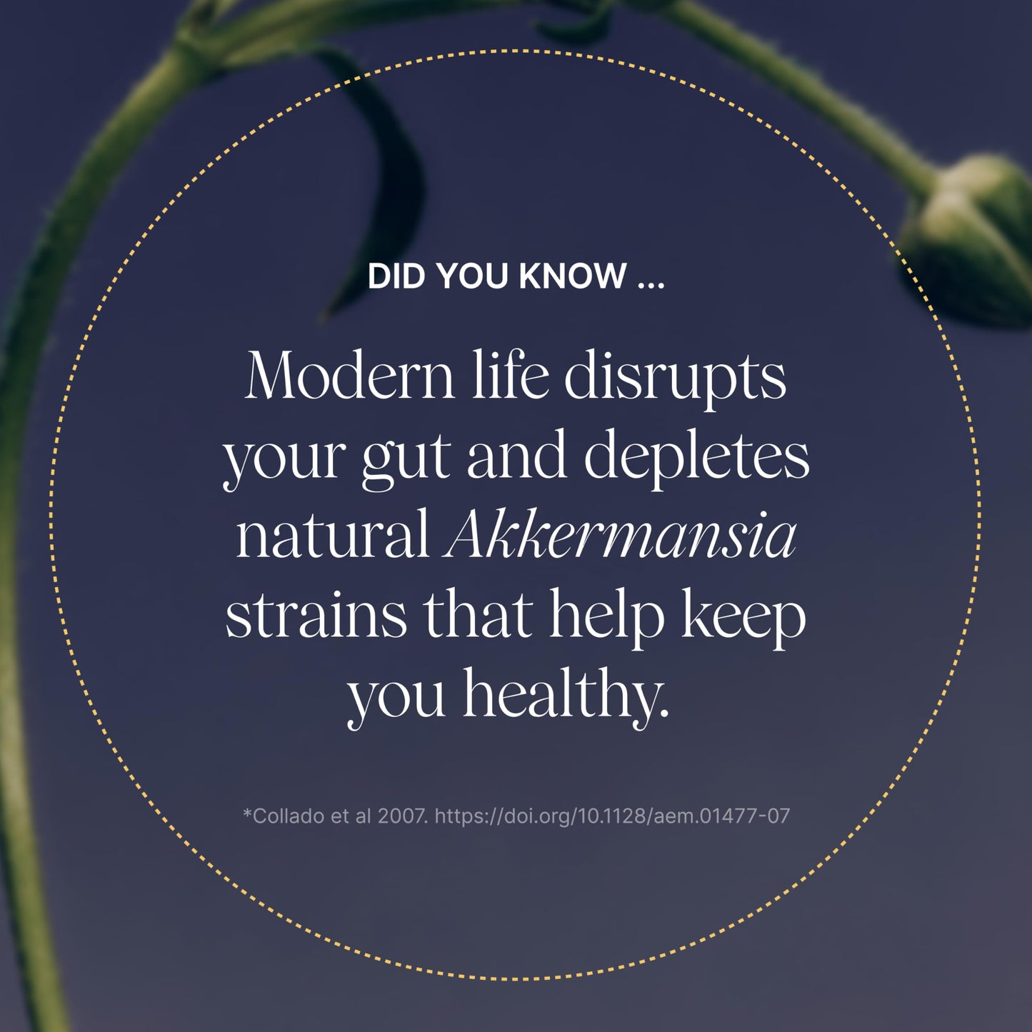 Pendulum Akkermansia Probiotic with Prebiotic Fiber 90 Capsules